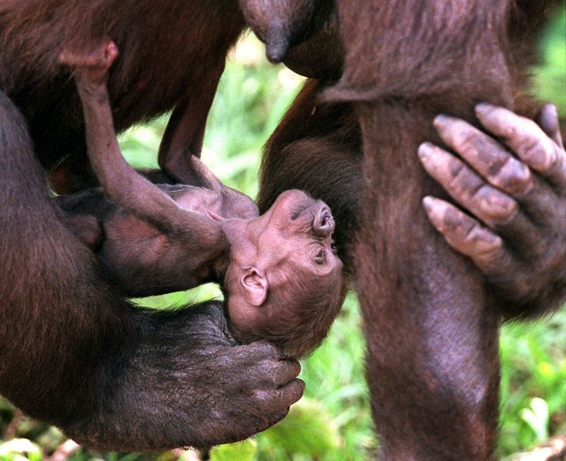 Gorillas