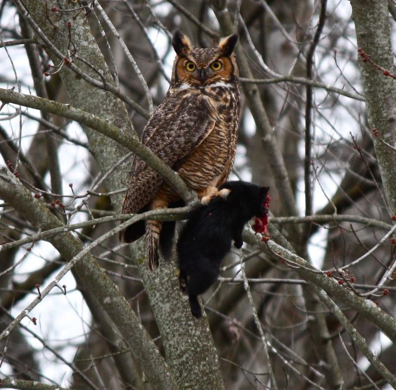 Great Horned Owls