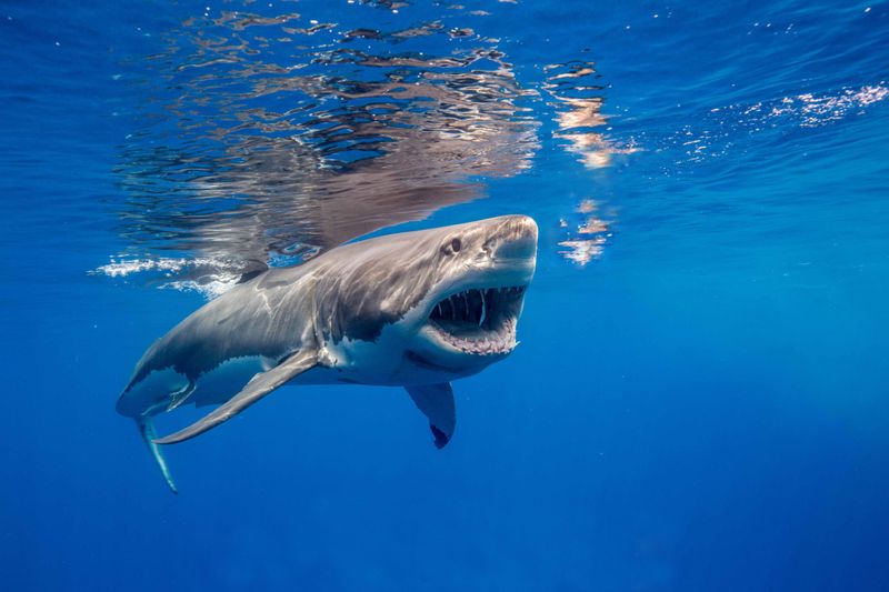 Great White Shark