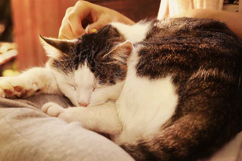 Great for First-Time Cat Parents