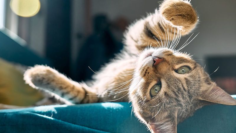 Greeting You With an Upright Tail