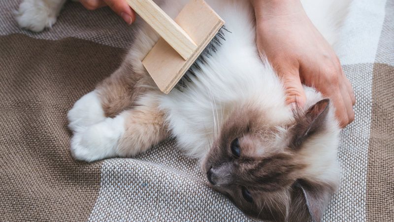 Groom Your Cat Regularly