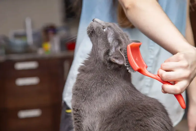 Grooming Assistance Sessions