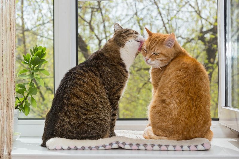Grooming Behavior