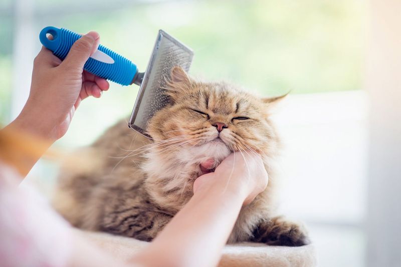 Grooming Challenges