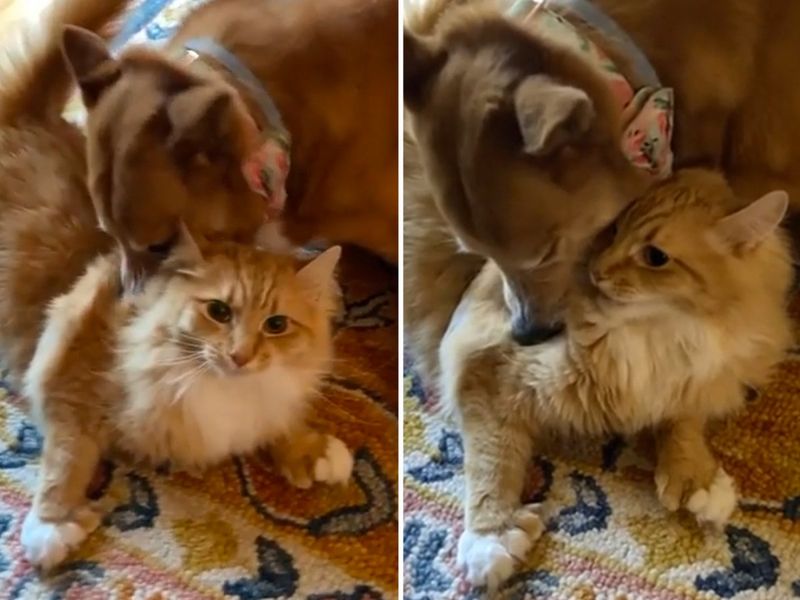 Grooming Habits
