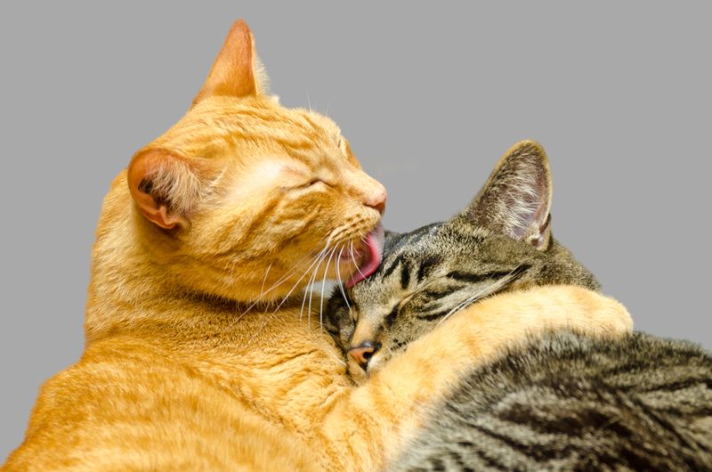 Grooming Habits