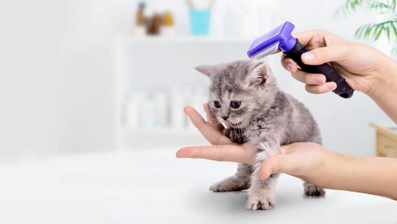 Grooming Recommendations