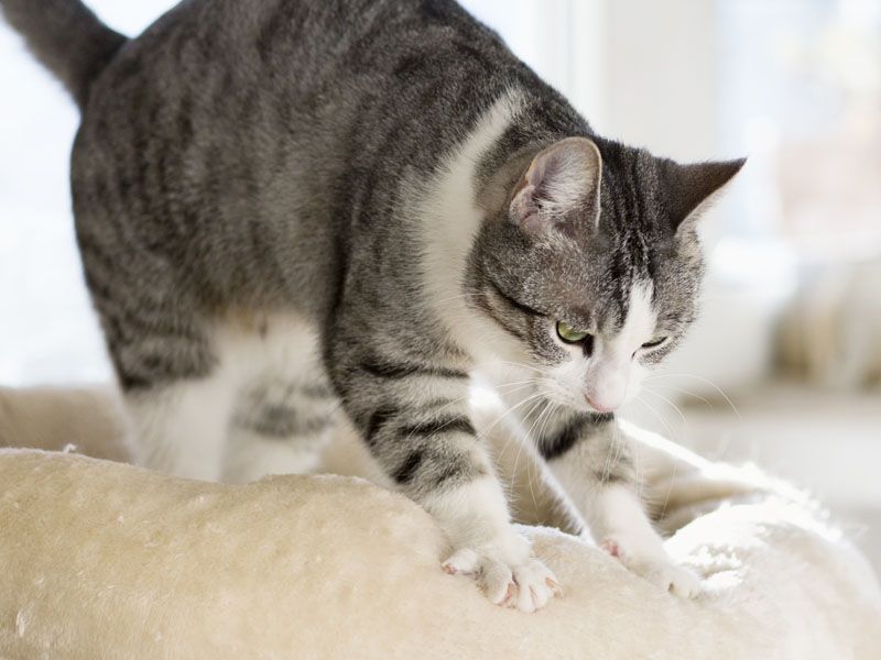Grooming and Other Behaviors