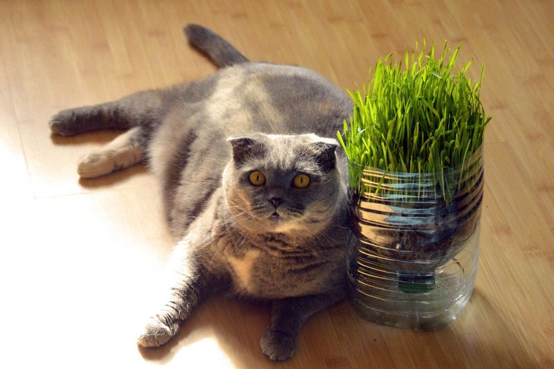 Grow Some Cat-Friendly Plants