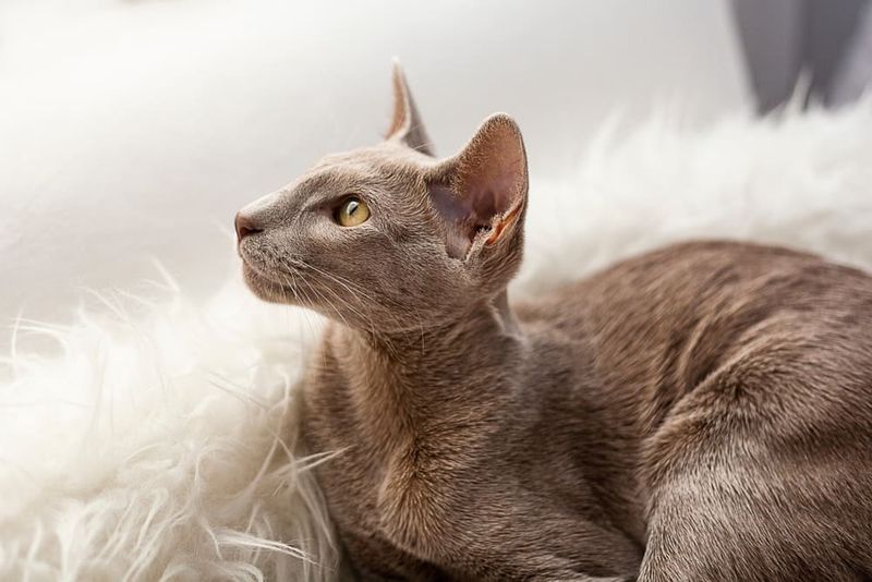 Guardian Angel Paws