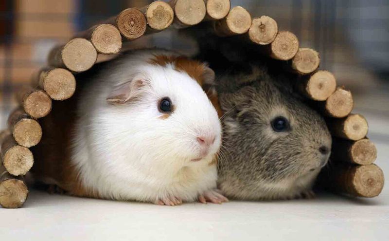 Guinea Pigs for Easy Care