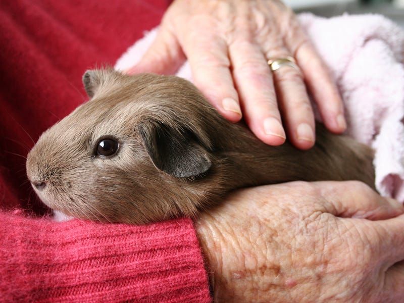 Guinea Pigs