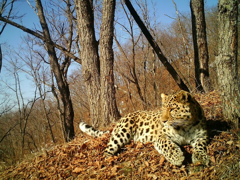 Habitat Destruction