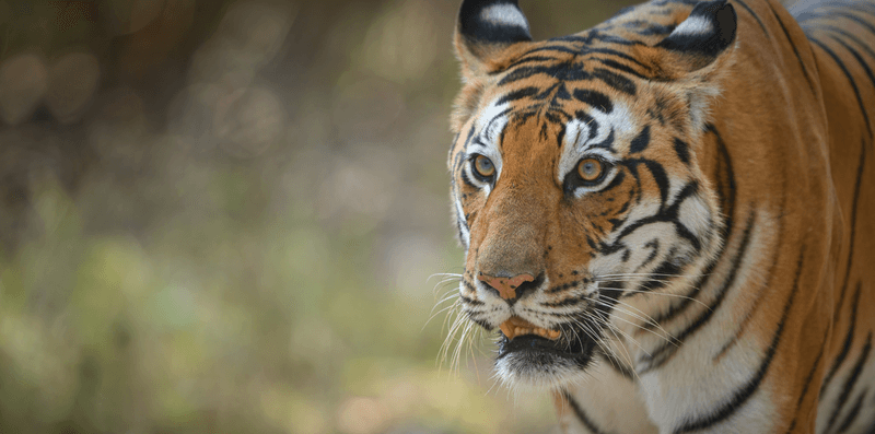 Habitat Disturbance and Fragmentation
