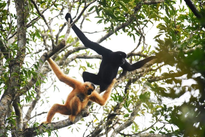 Hainan Gibbon