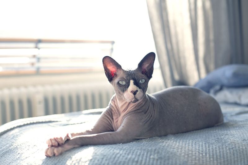 Hairless Cats
