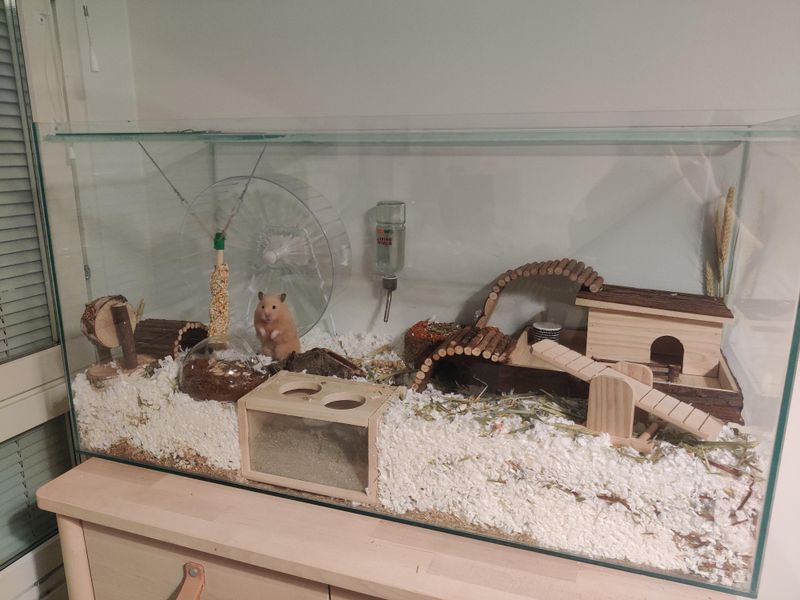 Hamsters for Playful Interaction