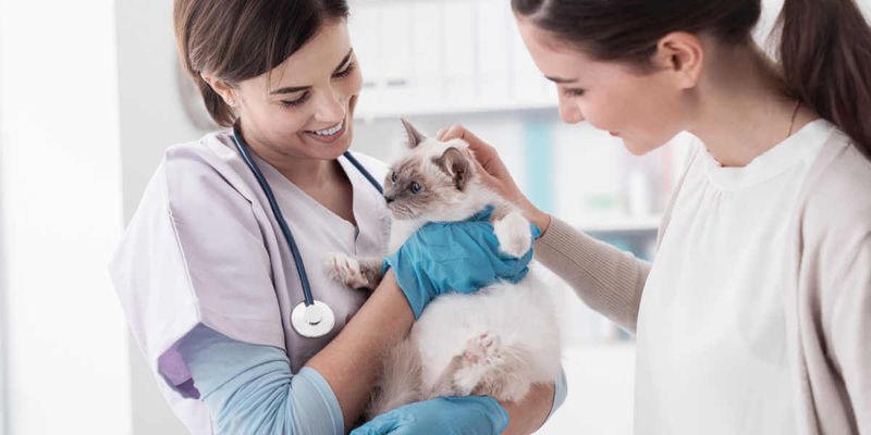 Handling During Vet Visits