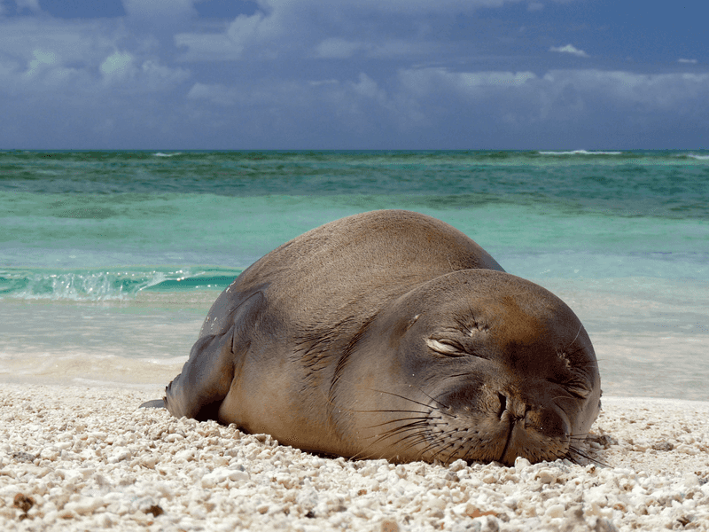 Hawaiian Monk Seal
