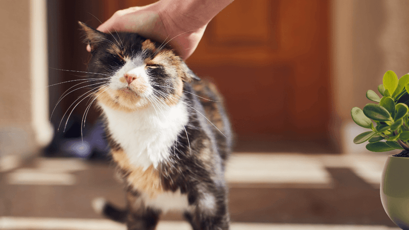 Head-Butting and Cheek Rubbing