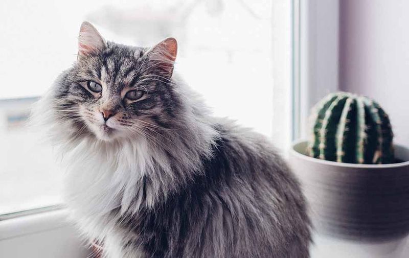Healthy Coat