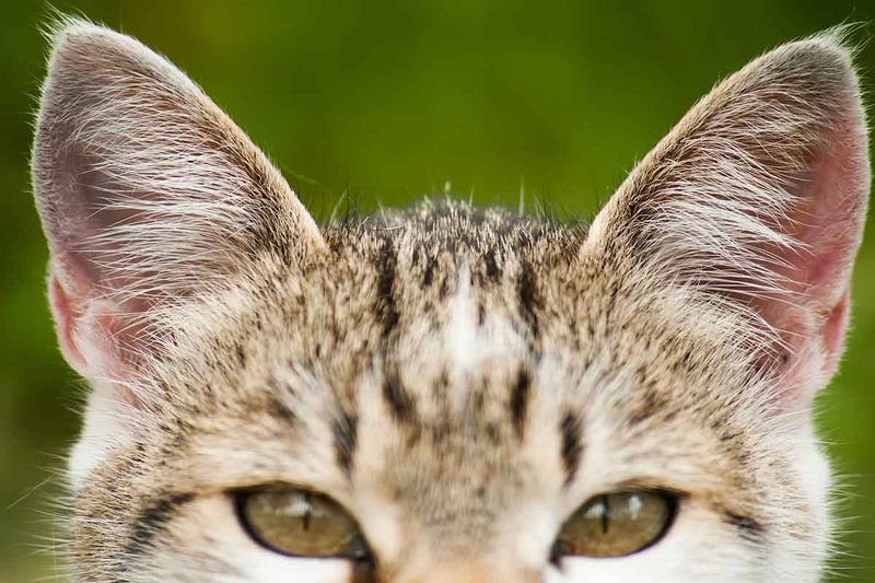 Hearing: The Subtle Listeners