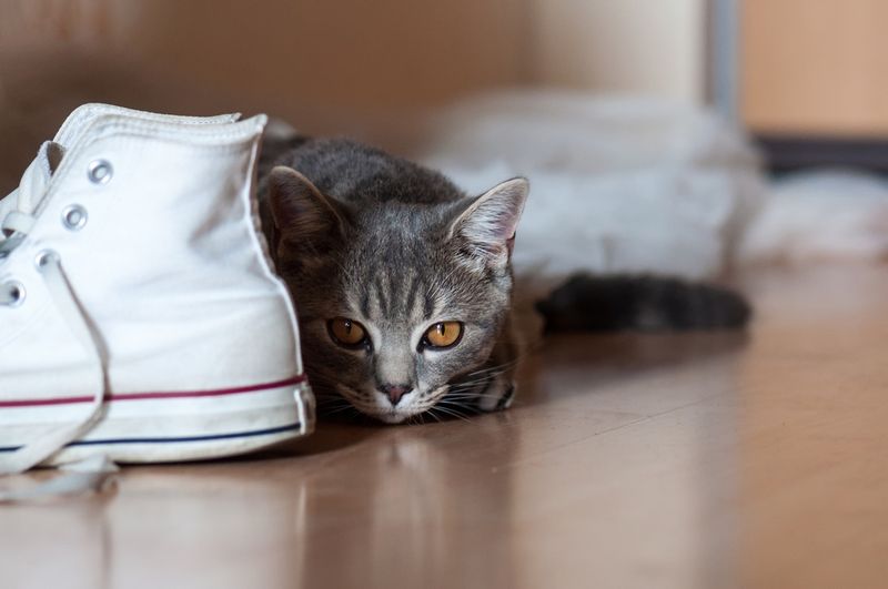 Hide and Seek Treats