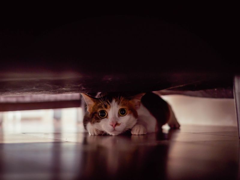 Hiding