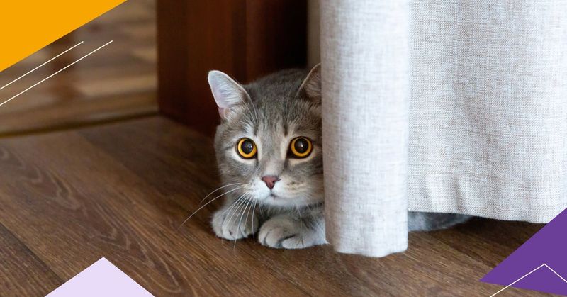 Hiding Behavior
