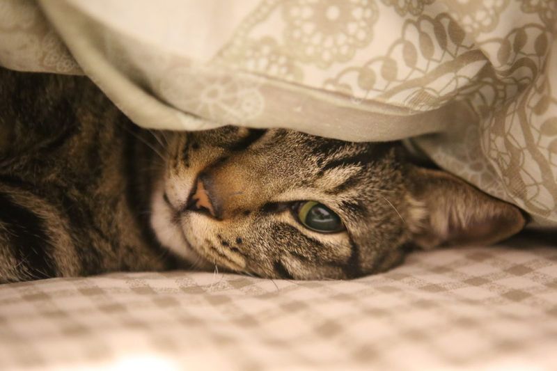 Hiding Can Be a Personality Trait