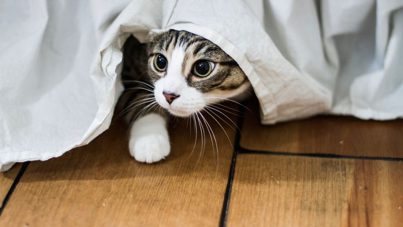 Hiding More Than Usual