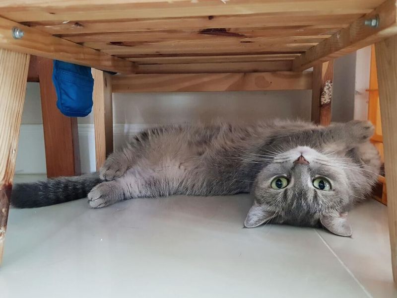 Hiding Under Furniture