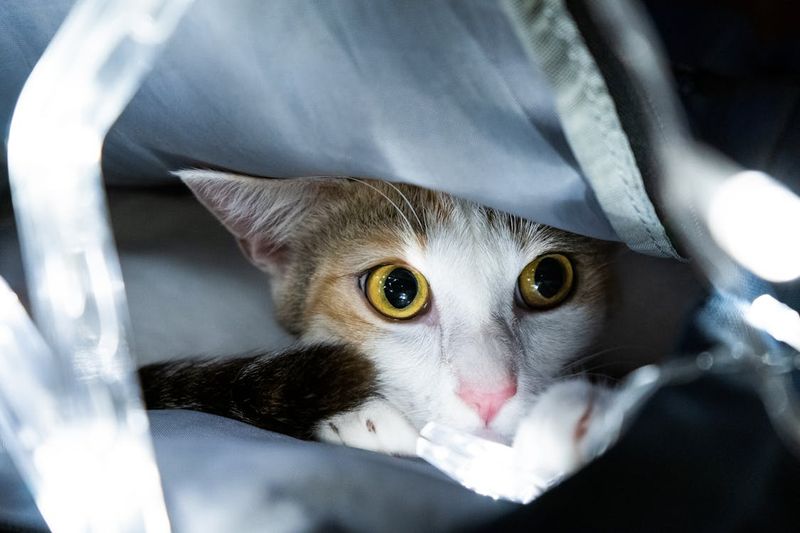 Hiding in Bags and Boxes