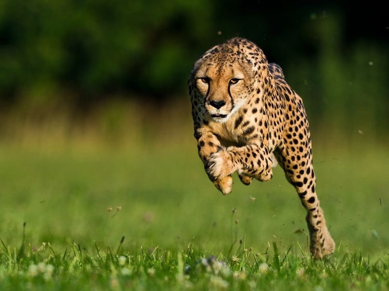 High Acceleration