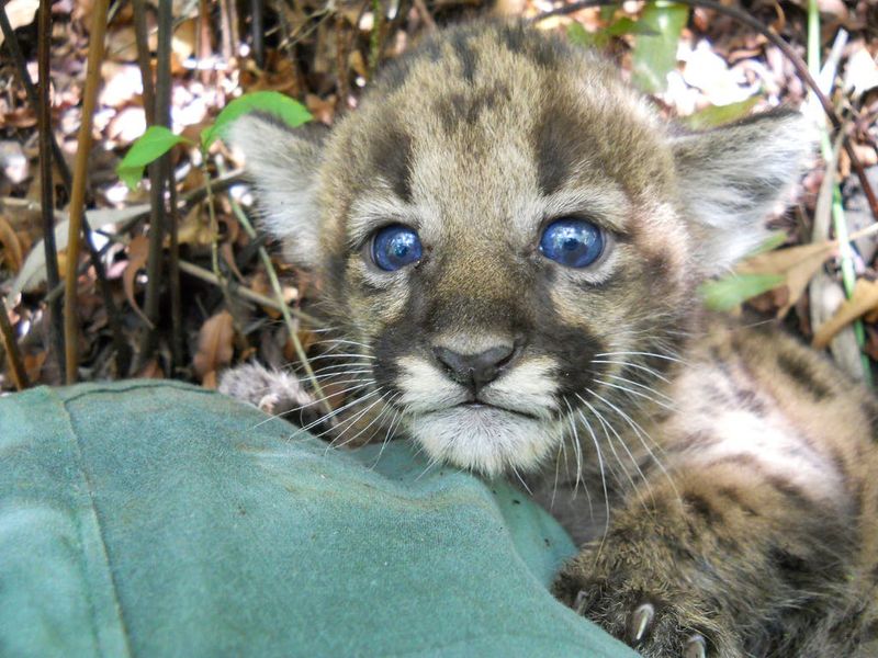 High Cub Mortality