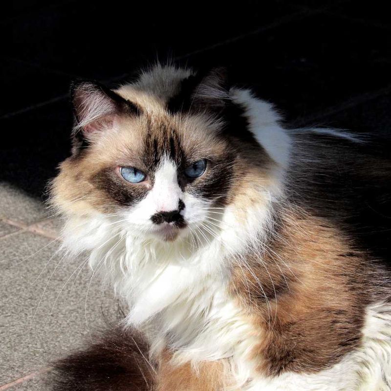 Himalayan