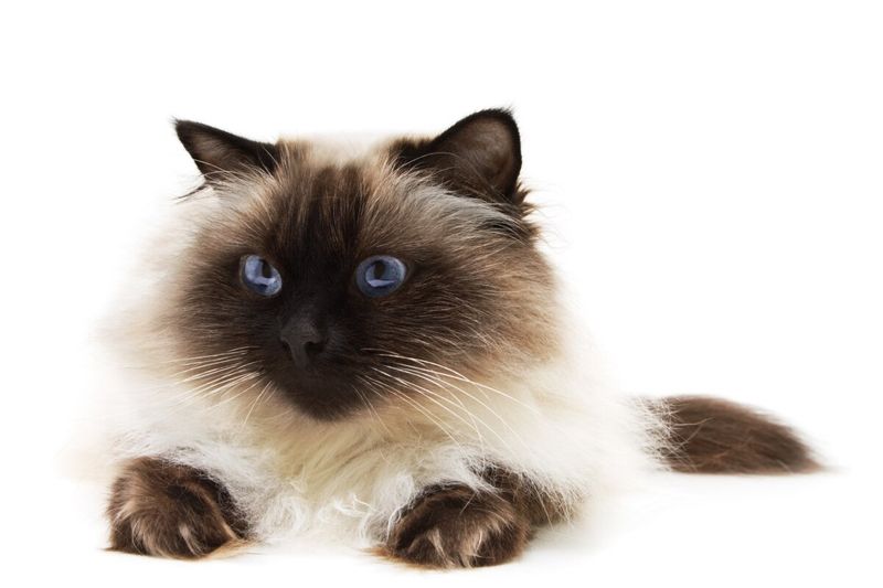 Himalayan Cat