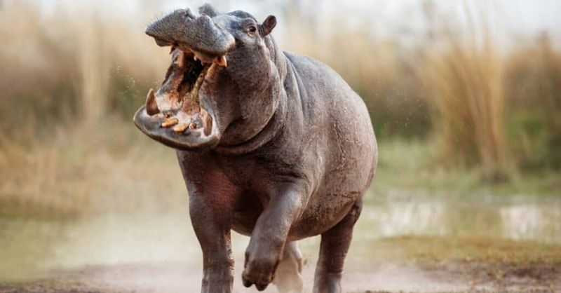 Hippopotamus