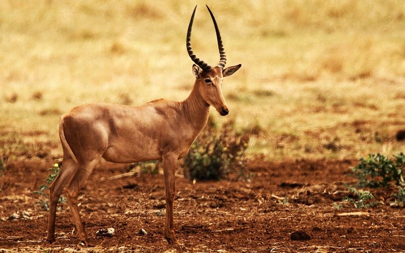 Hirola Antelope