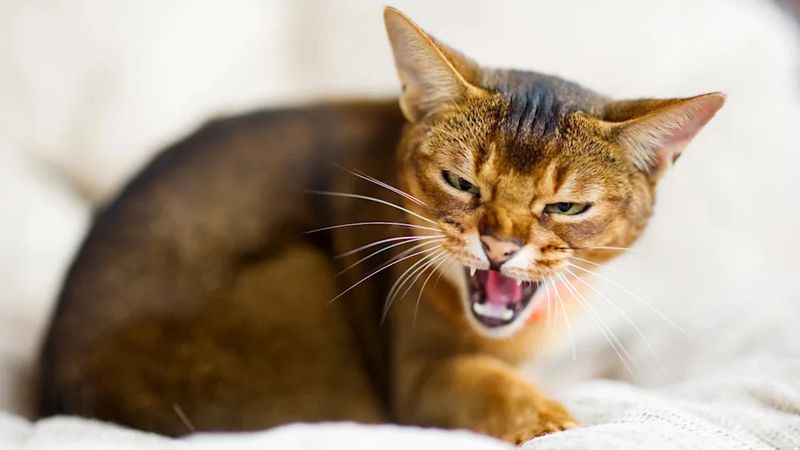 Hissing Or Growling Signals Fear