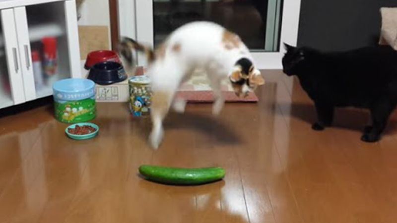 Historical Anecdotes of Cats and Cucumbers