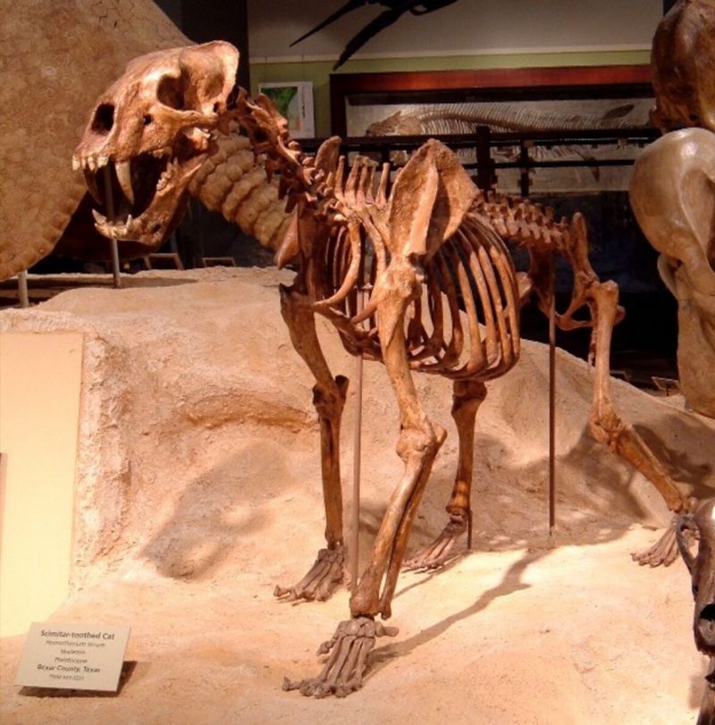 Homotherium serum