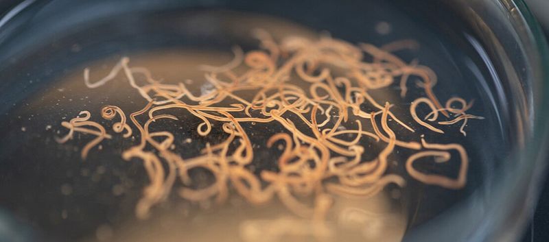 Hookworms