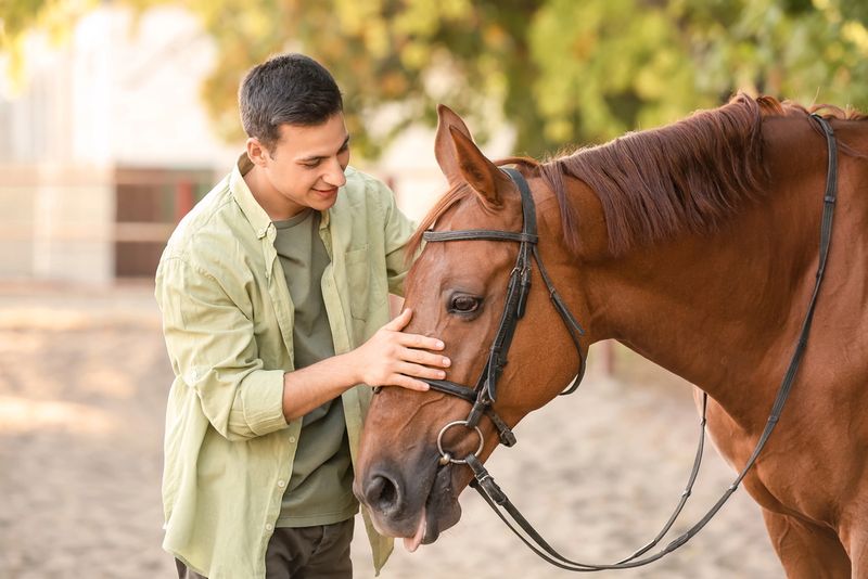 Horses