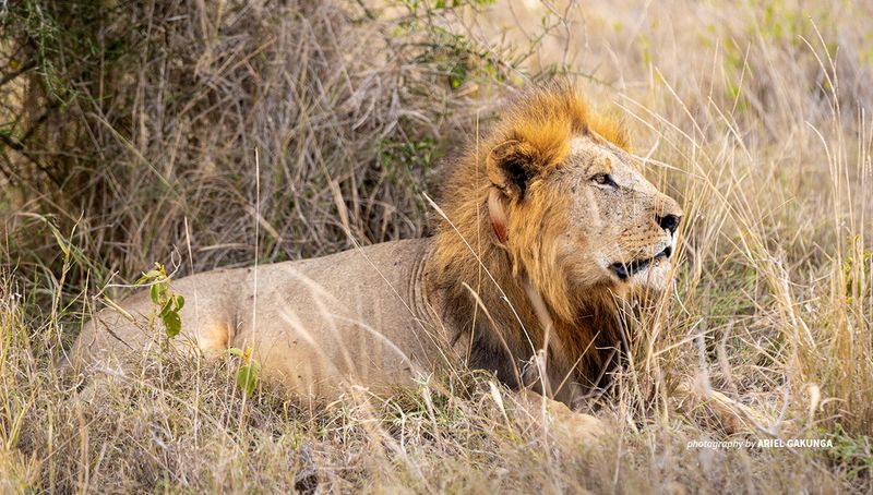 Human-Wildlife Conflict