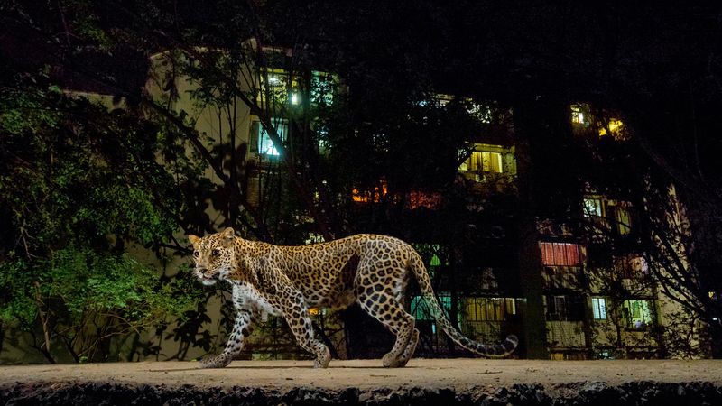Human-Wildlife Interaction