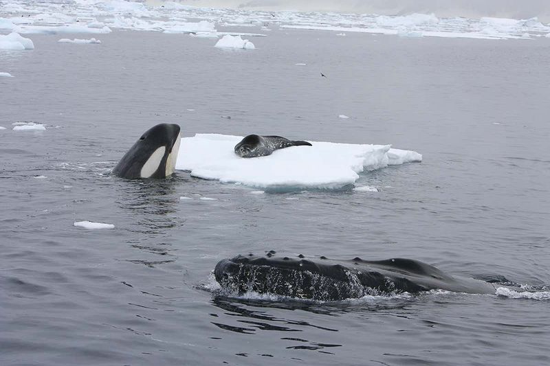 Humpback Whales