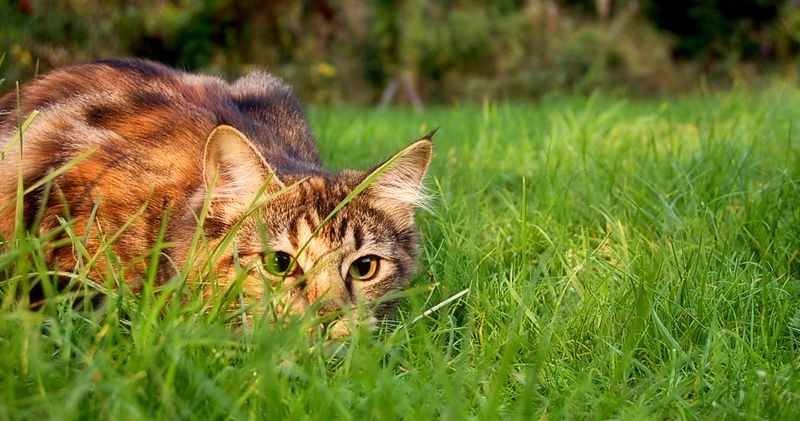 Hunting Instincts