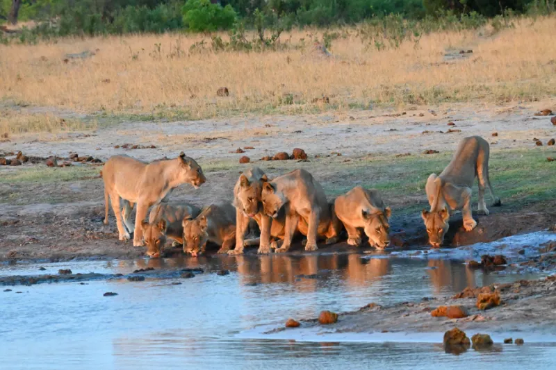 Hwange National Park, Zimbabwe
